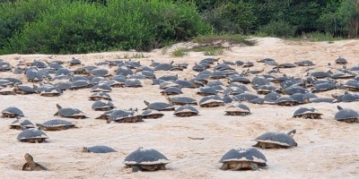 Desova das tartarugas-da-Amazônia tem início no Vale do Guaporé após dois meses de atraso Desova das tartarugas-da-Amazônia tem início no Vale do Guaporé após dois meses de atraso
