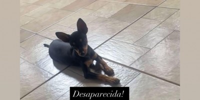 Procura-se e oferece recompensa por cachorrinha desaparecida no bairro Boa Esperança, em Rolim de Moura Procura-se e oferece recompensa por cachorrinha desaparecida no bairro Boa Esperança, em Rolim de Moura