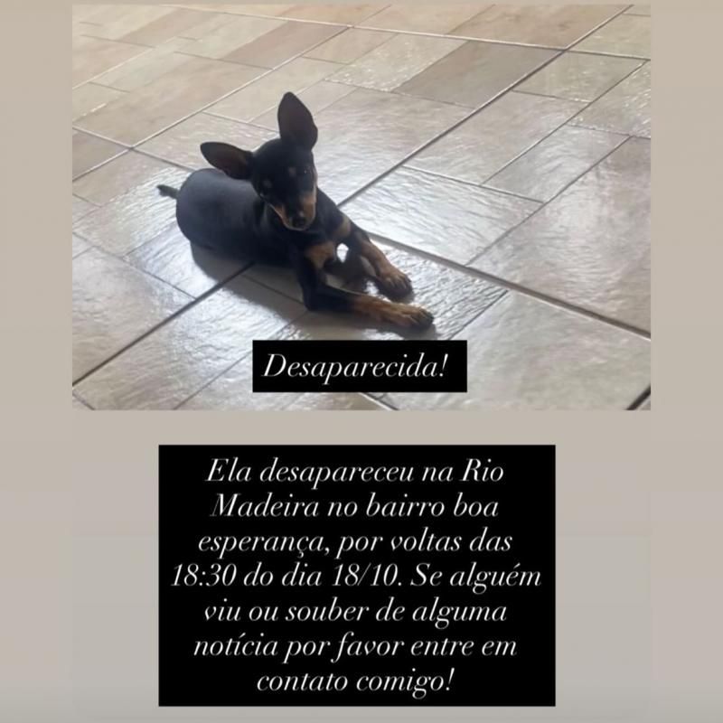 Procura-se e oferece recompensa por cachorrinha desaparecida no bairro Boa Esperança, em Rolim de Moura Procura-se e oferece recompensa por cachorrinha desaparecida no bairro Boa Esperança, em Rolim de Moura