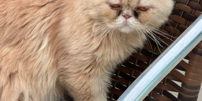 Procura-se e oferece recompensa por gato Persa que desapareceu de residência em Rolim de Moura Procura-se e oferece recompensa por gato Persa que desapareceu de residência em Rolim de Moura