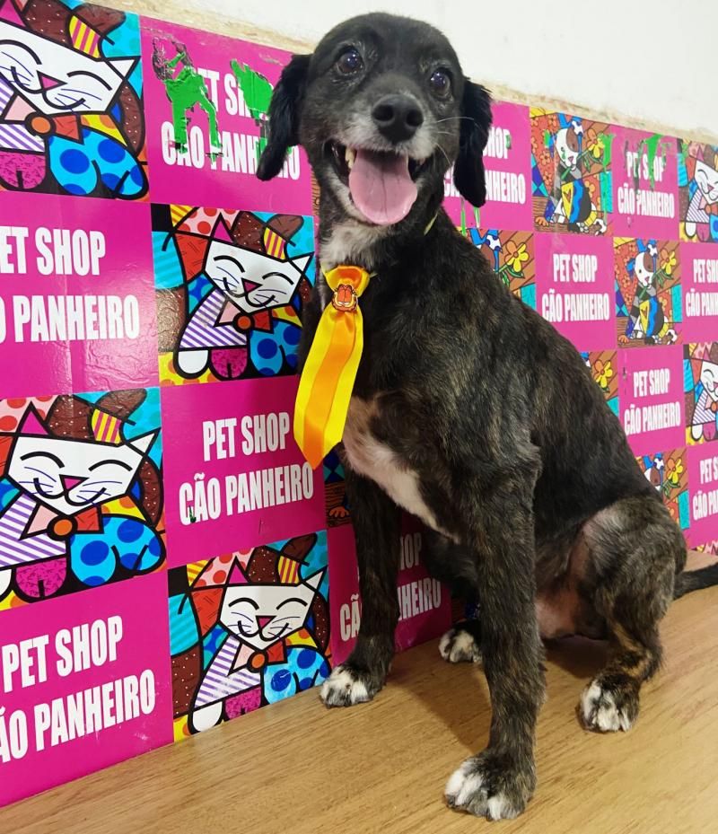 Procura-se e oferece recompensa por cachorrinho desaparecido, em Rolim de Moura Procura-se e oferece recompensa por cachorrinho desaparecido, em Rolim de Moura