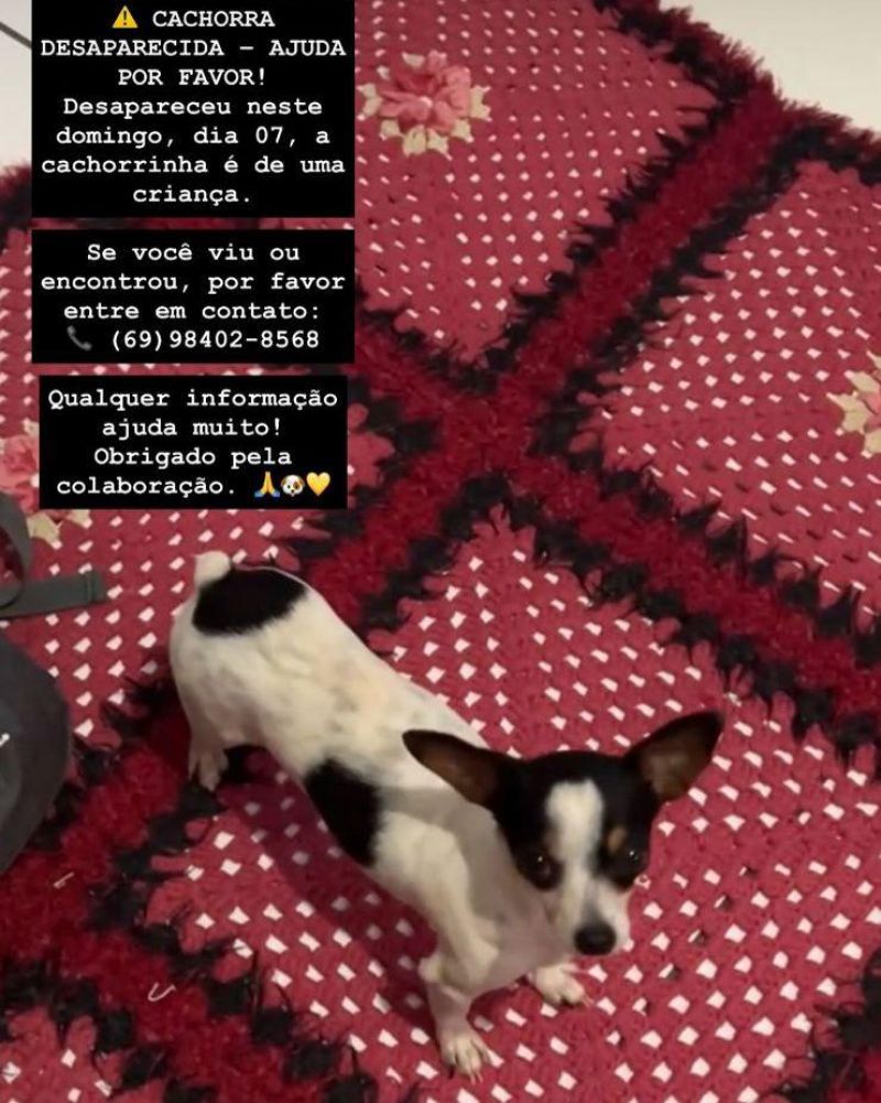 Cachorra desaparece e família pede ajuda para encontrá-la em Rolim de Moura Cachorra desaparece e família pede ajuda para encontrá-la em Rolim de Moura