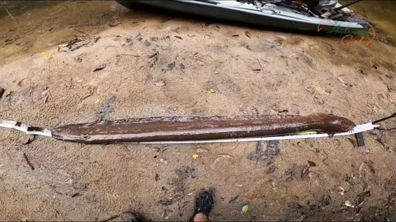 Pescador de Rondônia fisga peixe-elétrico de 2 metros, o maior já registrado no Brasil Pescador de Rondônia fisga peixe-elétrico de 2 metros, o maior já registrado no Brasil