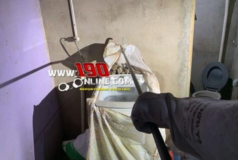 Polícia Militar Ambiental remove serpente de residência e garante segurança de moradores em Alta Floresta d´Oeste Polícia Militar Ambiental remove serpente de residência e garante segurança de moradores em Alta Floresta d´Oeste