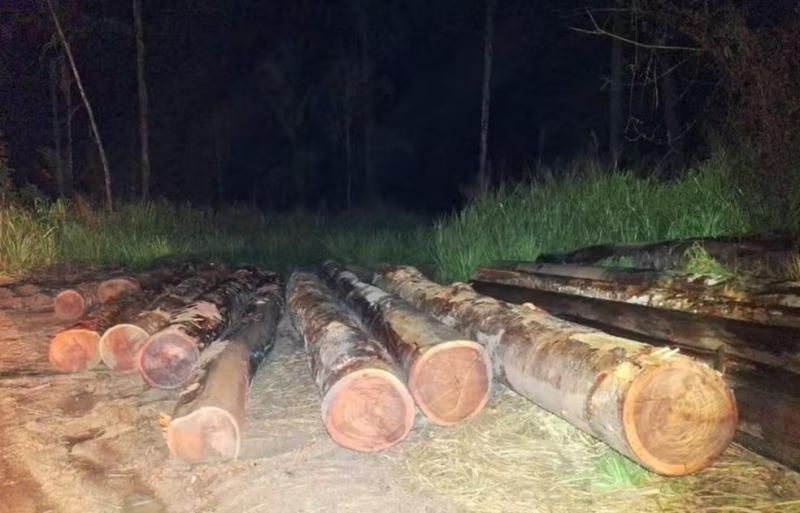 Polícia encontra comboio abandonado com madeira ilegal em área protegida de RO Polícia encontra comboio abandonado com madeira ilegal em área protegida de RO