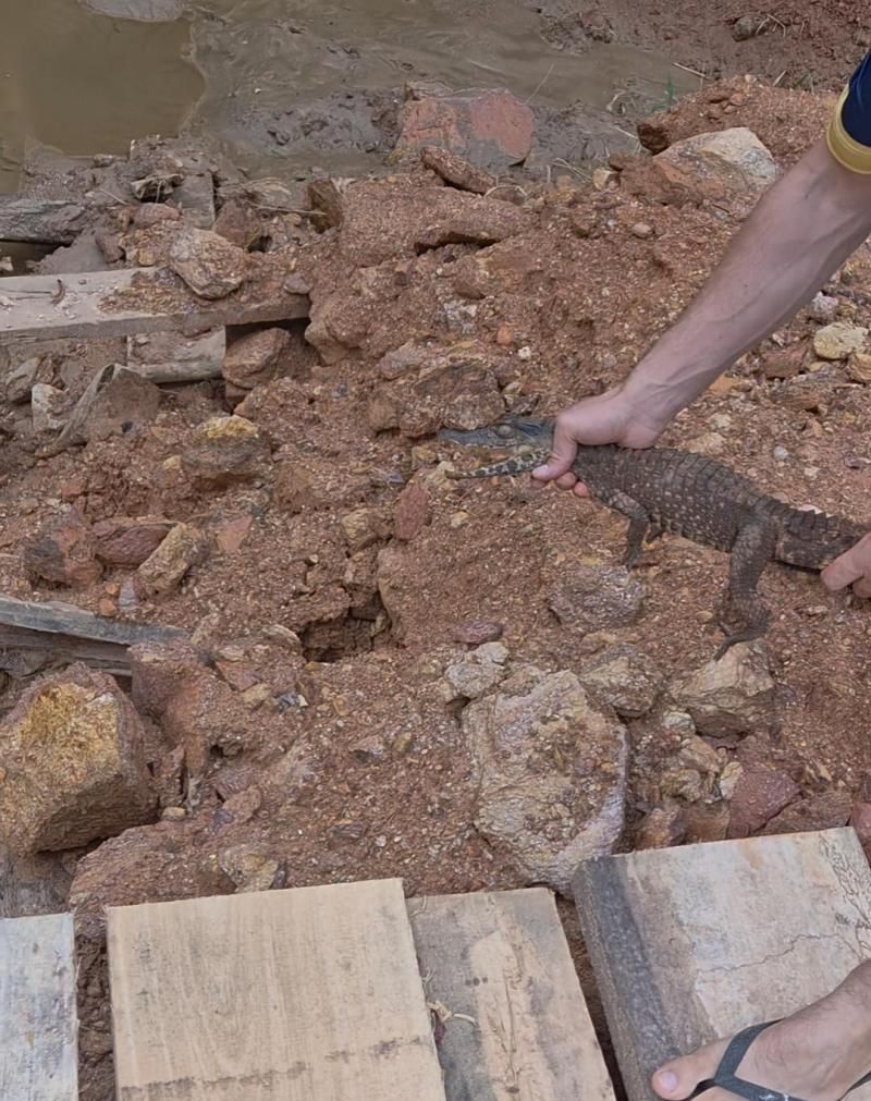 Filhote de jacaré é encontrado em residência próxima à Prefeitura, em Nova Brasilândia e mobiliza atenção de moradores Filhote de jacaré é encontrado em residência próxima à Prefeitura, em Nova Brasilândia e mobiliza atenção de moradores