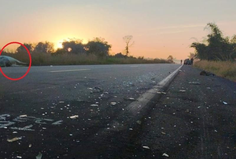 Vaca na pista provoca grave acidente e destrói Toyota Hilux na BR-429, em São Francisco do Guaporé Vaca na pista provoca grave acidente e destrói Toyota Hilux na BR-429, em São Francisco do Guaporé