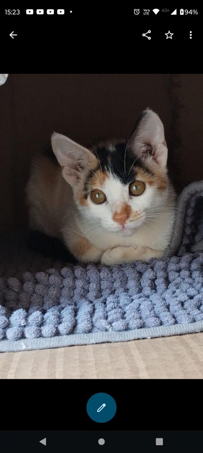 Desaparecimento de um animal de estimação em Rolim de Moura; ajude a encontrar Desaparecimento de um animal de estimação em Rolim de Moura; ajude a encontrar