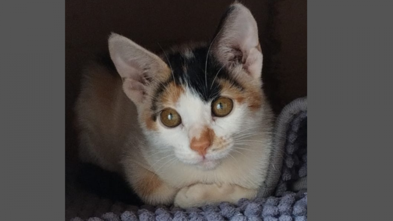 Desaparecimento de um animal de estimação em Rolim de Moura; ajude a encontrar Desaparecimento de um animal de estimação em Rolim de Moura; ajude a encontrar