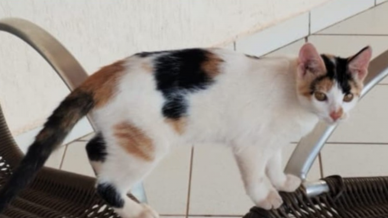 Desaparecimento de um animal de estimação em Rolim de Moura; ajude a encontrar Desaparecimento de um animal de estimação em Rolim de Moura; ajude a encontrar