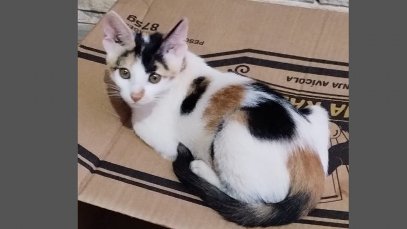 Desaparecimento de um animal de estimação em Rolim de Moura; ajude a encontrar Desaparecimento de um animal de estimação em Rolim de Moura; ajude a encontrar