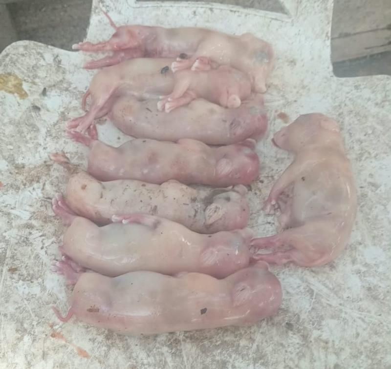 CRUELDADE: ladrões invadem chácara, matam porcas e retiram leitõezinhos das barrigas delas, em RO CRUELDADE: ladrões invadem chácara, matam porcas e retiram leitõezinhos das barrigas delas, em RO
