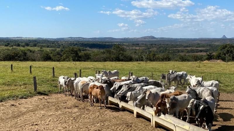 IMPOSTO DO GADO: Rondônia reajusta ICMS de 22 categorias de bovinos e a carne ficará mais cara IMPOSTO DO GADO: Rondônia reajusta ICMS de 22 categorias de bovinos e a carne ficará mais cara