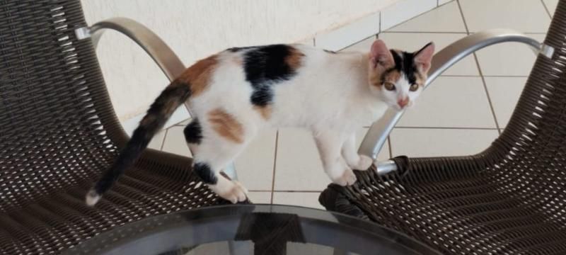 Recompensa por informação que leve ao animal desaparecido Recompensa por informação que leve ao animal desaparecido