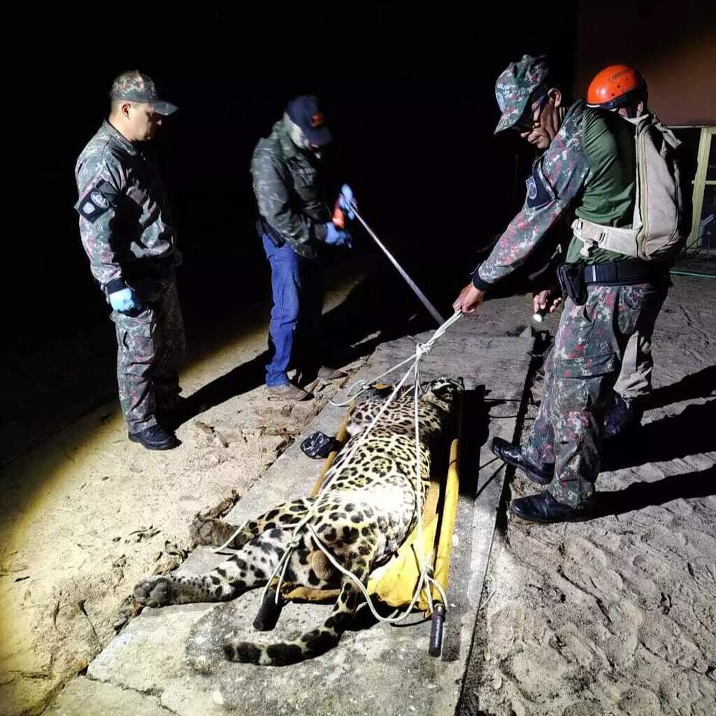 Onça Pintada Que Atacou E Matou Caseiro No Pantanal é Capturada Veja O