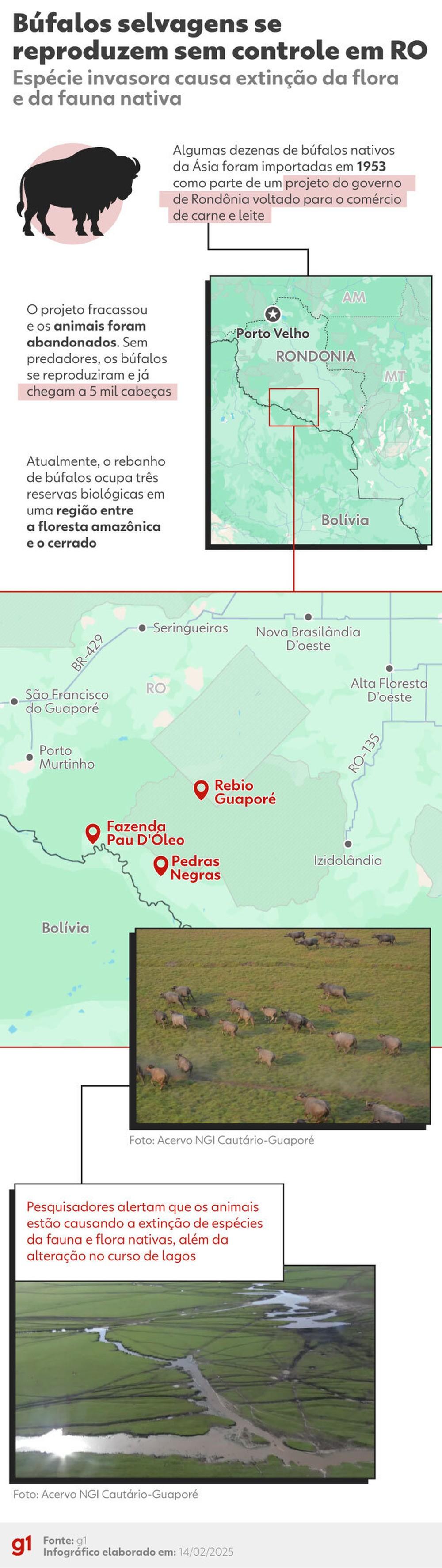 Começa teste para erradição de 5 mil búfalos invasores em área remota da Amazônia; entenda