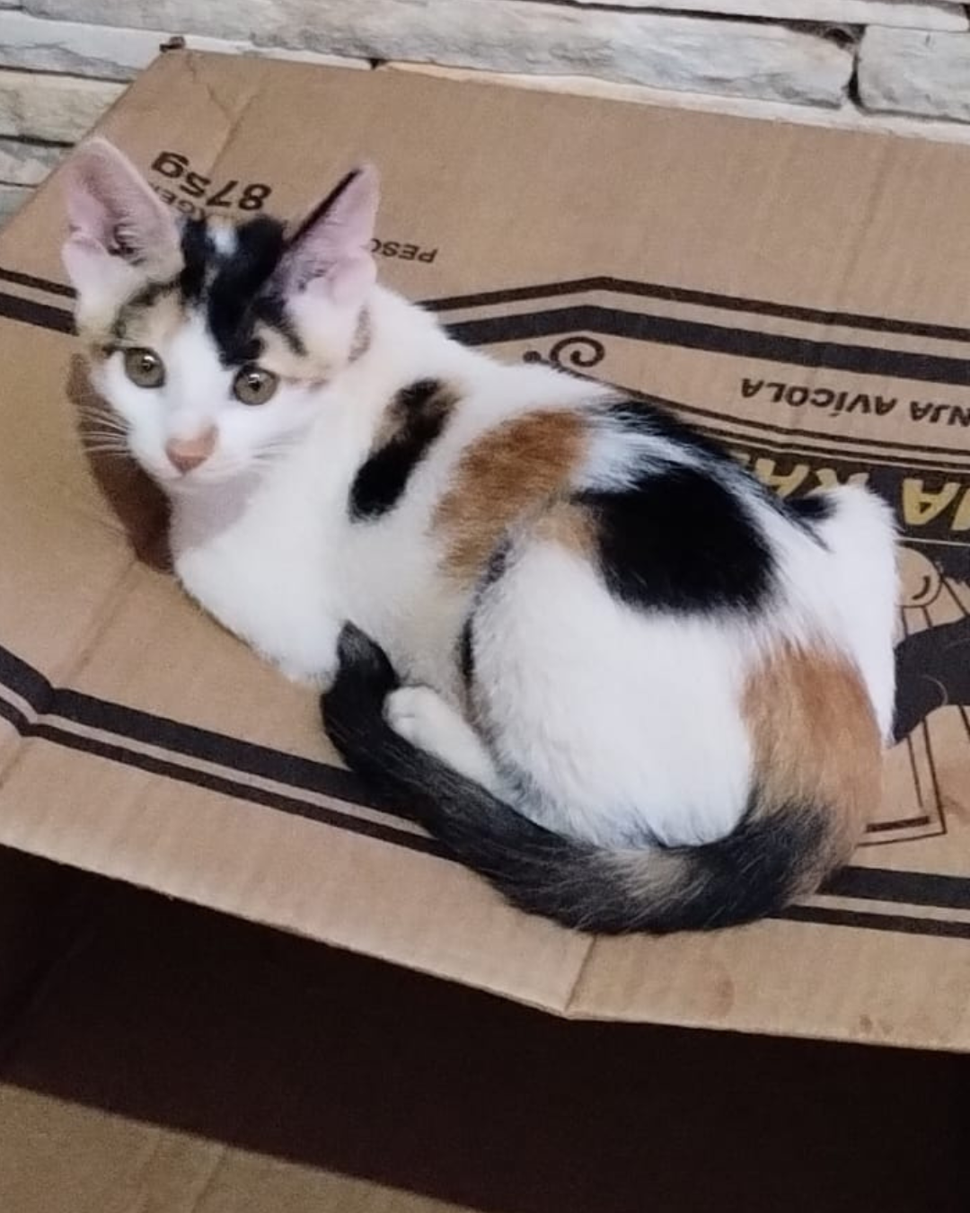 Recompensa por informação que leve ao animal desaparecido